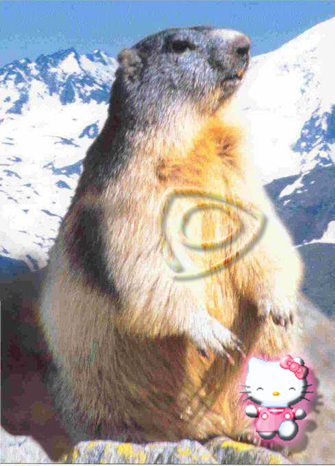 marmotte ROTATIVE.jpg