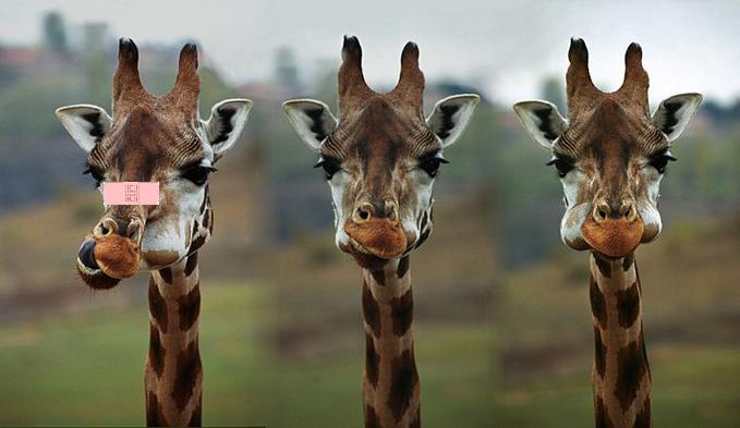 giraffeya1.jpg