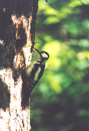 pic03.jpg