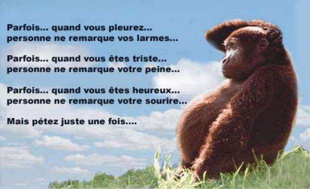 pensidujourcf3.jpg