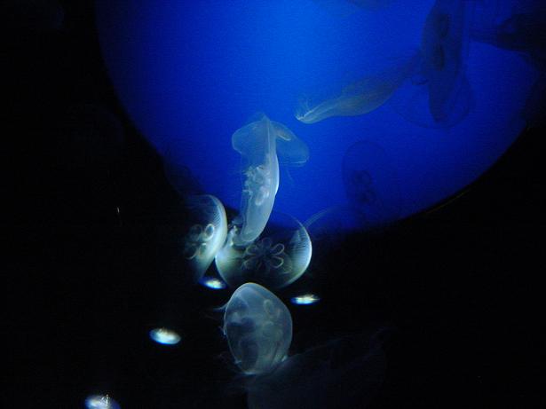 Aquarium 1.JPG