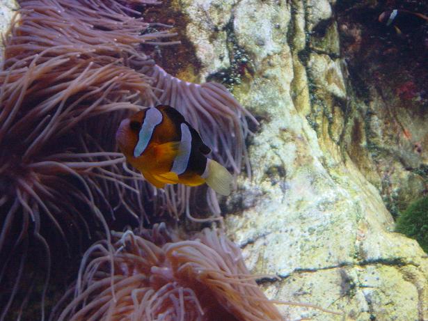 Aquarium 2.JPG