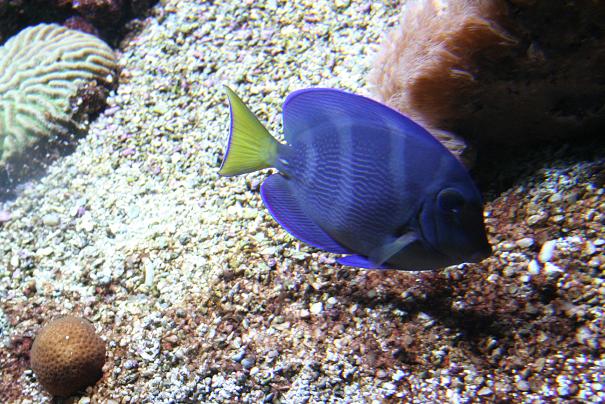 Aquarium 3.JPG