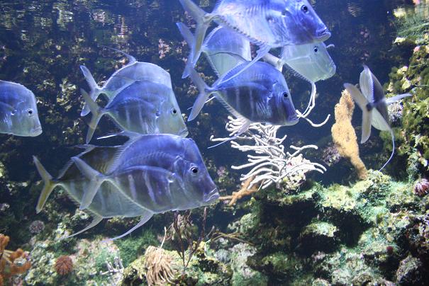 Aquarium 4.JPG