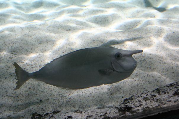 Aquarium 5.JPG