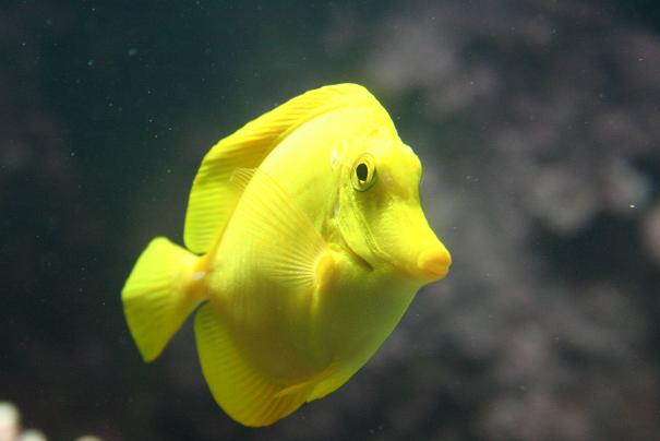 Aquarium 6.JPG