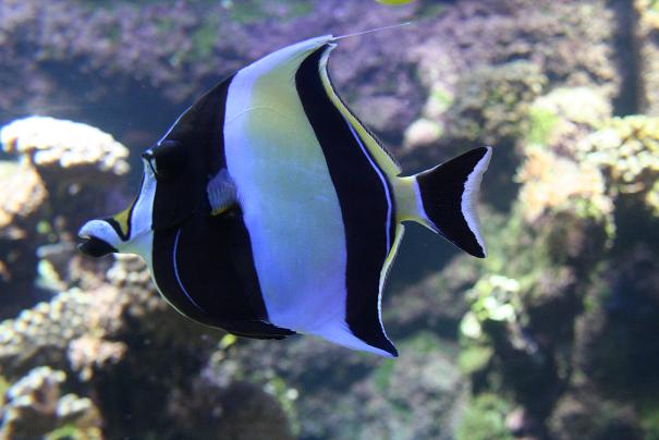 Aquarium 7.JPG