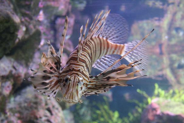 Aquarium 8.JPG