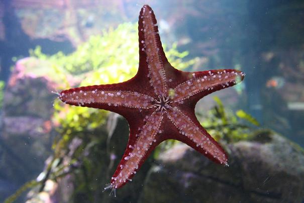 Aquarium 9.JPG