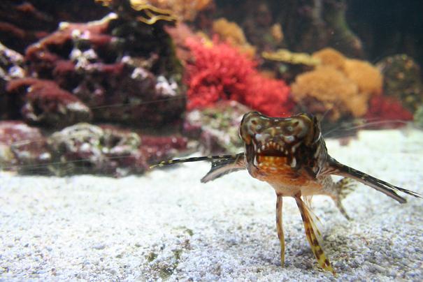 Aquarium 10.JPG