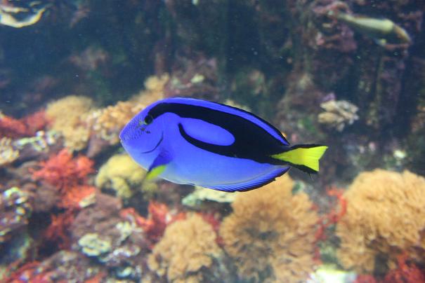Aquarium 11.JPG