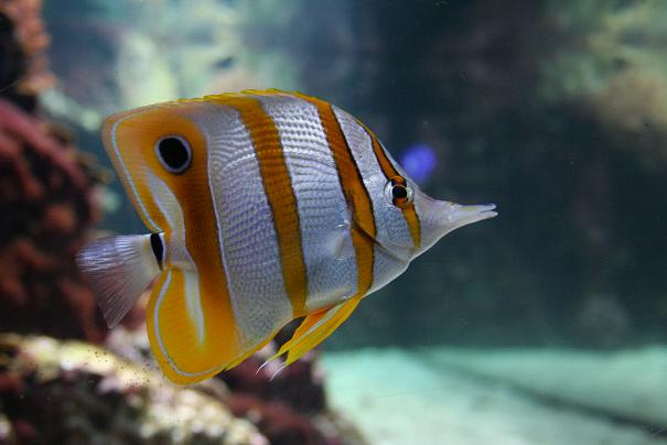 Aquarium 12.JPG