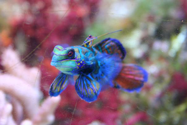 Aquarium 13.JPG