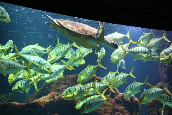 Aquarium 14.JPG
