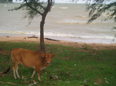 Vache.jpg