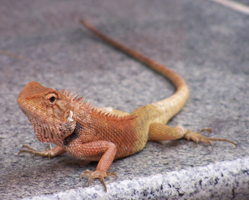 Lézard.jpg