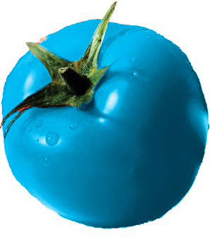 Tomato BLEUE.jpg