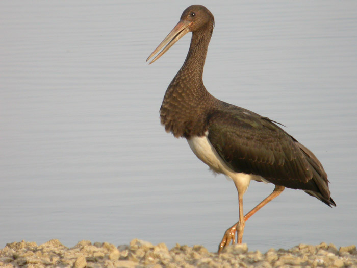 cigogne_noireFC05.jpg