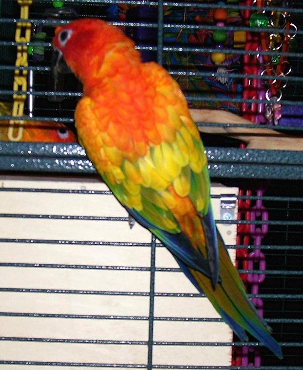 091606 red sun male.JPG