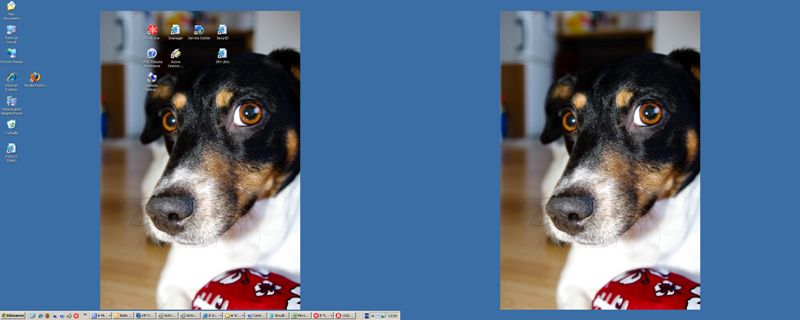 Mon tit chien