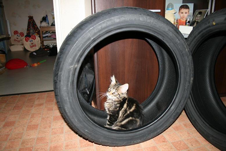 ma maine coon &quot; dechesse&quot;