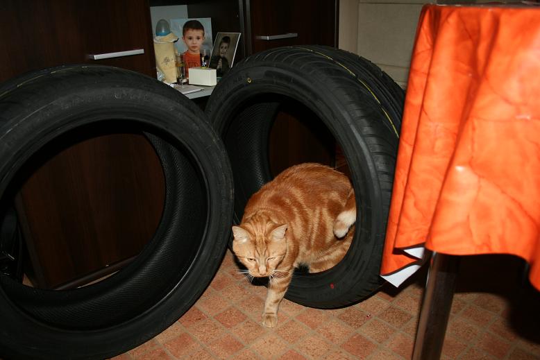 mon chat &quot; garfield's &quot;