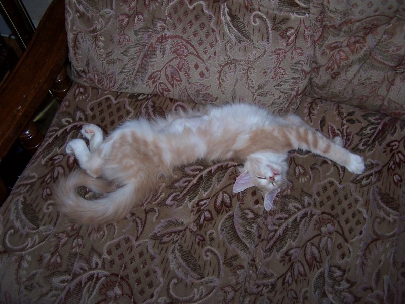 cat001.jpg