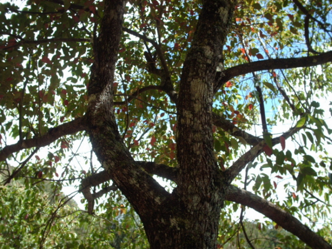 HPIM0991.JPG