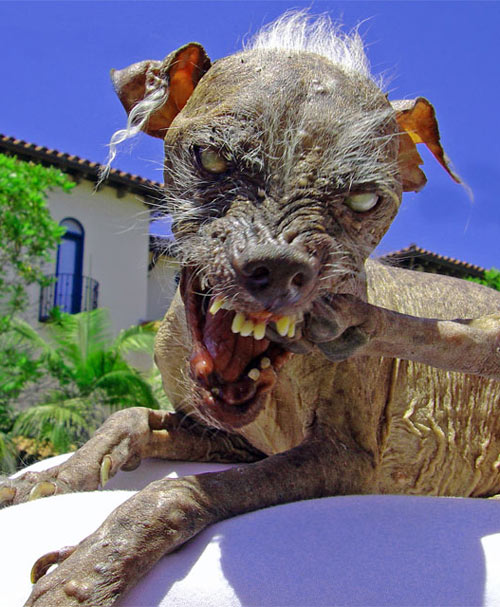 UglyDog.jpg