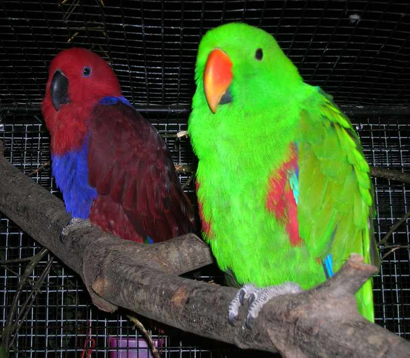 Eclectus (2).jpg