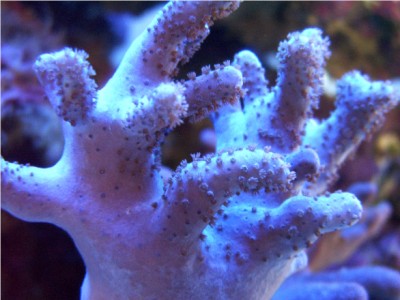 corail lumière bleu.JPG