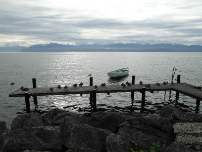 Faune du lac