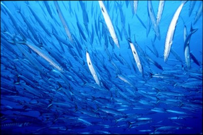 barracudas%20ds%20le%20banc.jpg