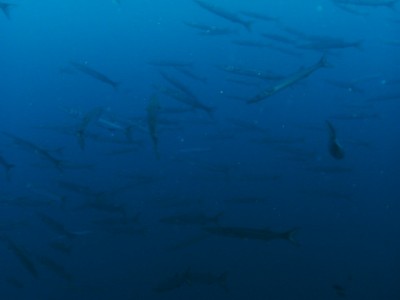 PICT0029.JPG