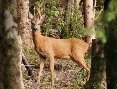 bambi3.JPG