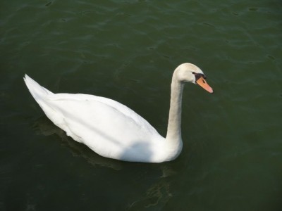 Le service était tellement lent que nous avons faillit manger le cygne :D