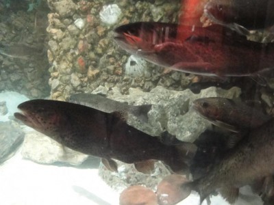 De beau poissons dans l’aquarium du restaurent du samedi soir a Salin les Bains