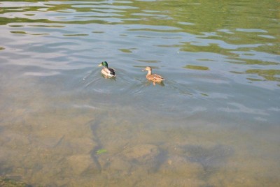 Mes p'tits canards !!!!