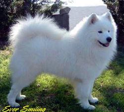 samoyede.jpg